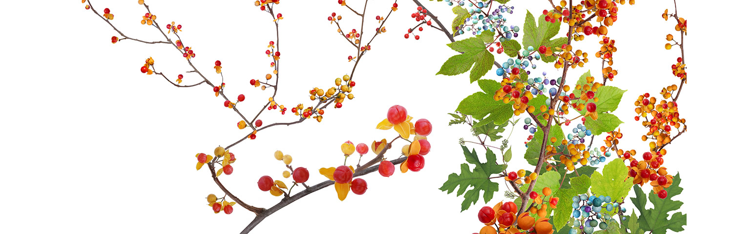 小林弘依写真01